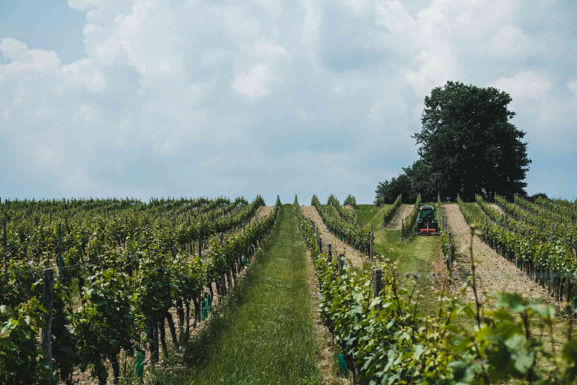 Vines © Kerschbaum Winery