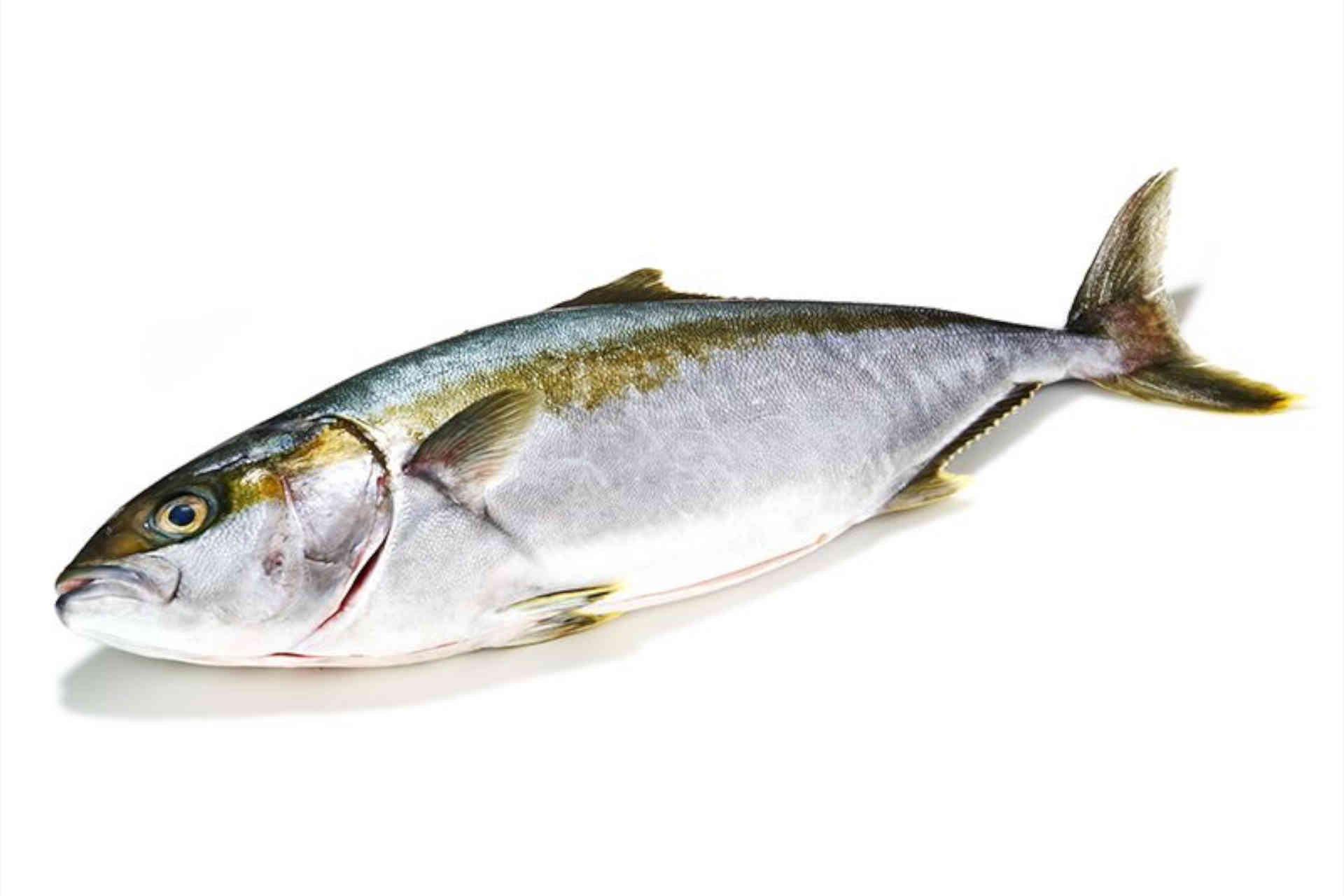 Hiramasa Kingfisch