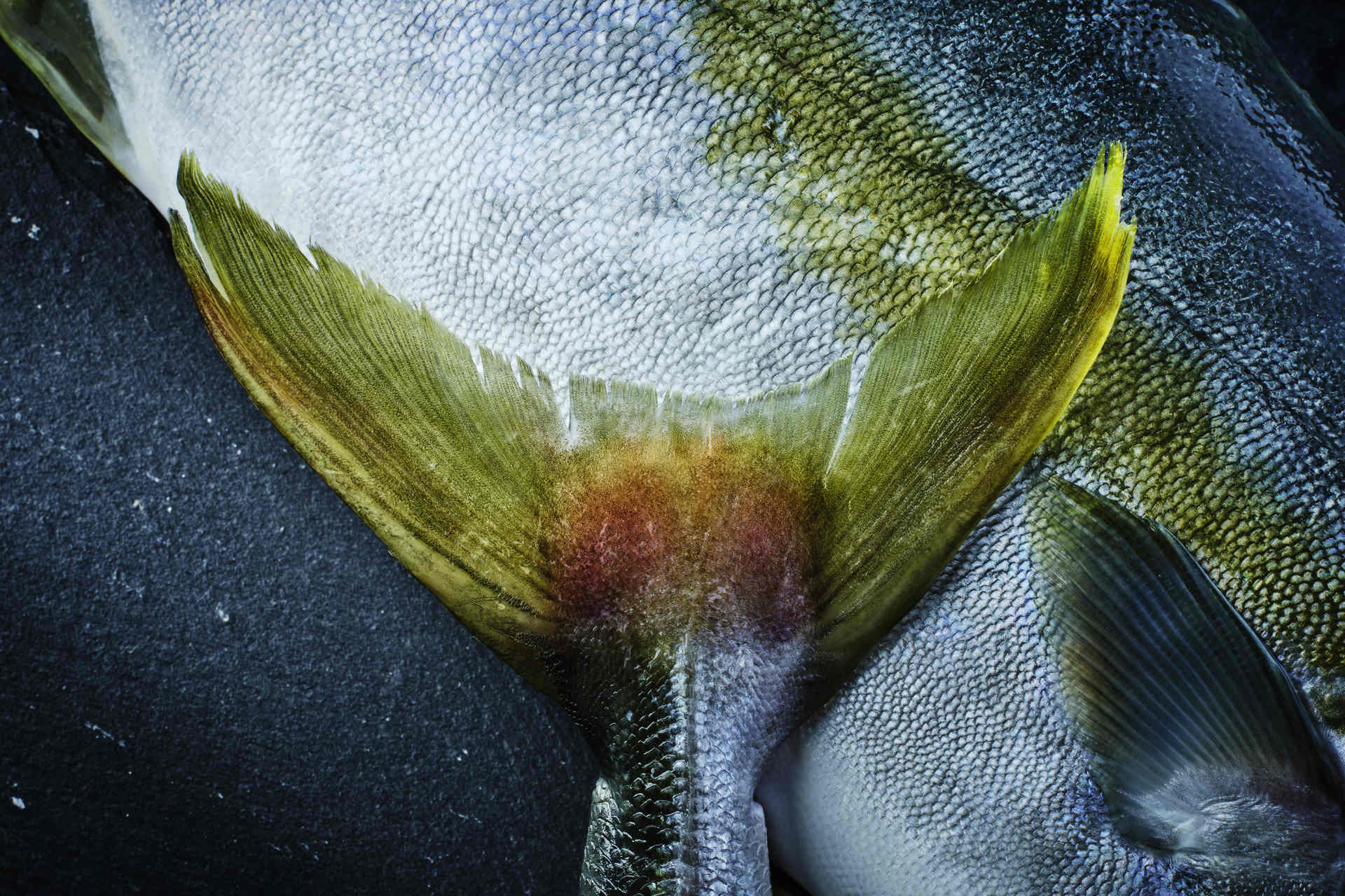 Yellowtail Kingfisch